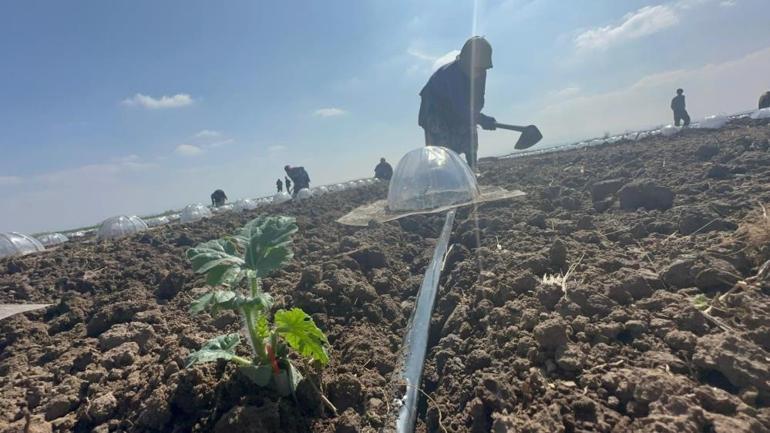 Turfanda karpuz ekimi başladı Kilogramda 5-6 lira maliyeti var