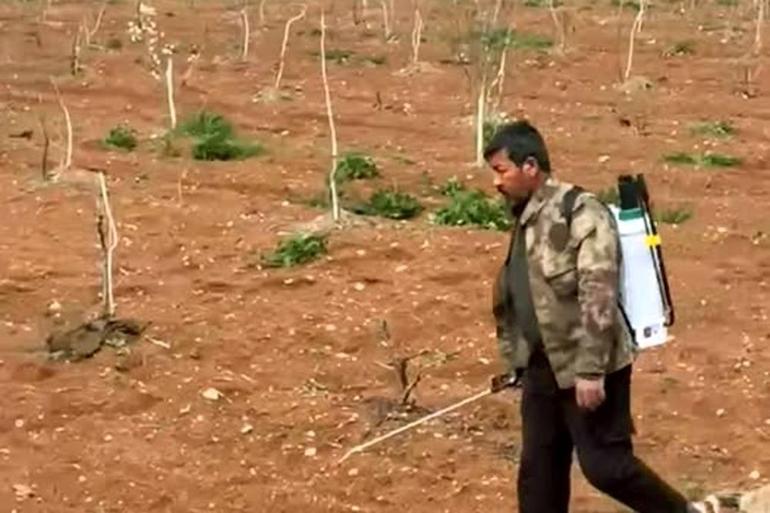 Gaziantepte fıstık için mücadele: Tarlalarda yeni uygulama başladı