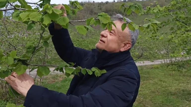 Giresunda riskin adı belli oldu: Fındık üretimi bir tek onunla yok oluyor Çiftçilerin nöbeti başladı