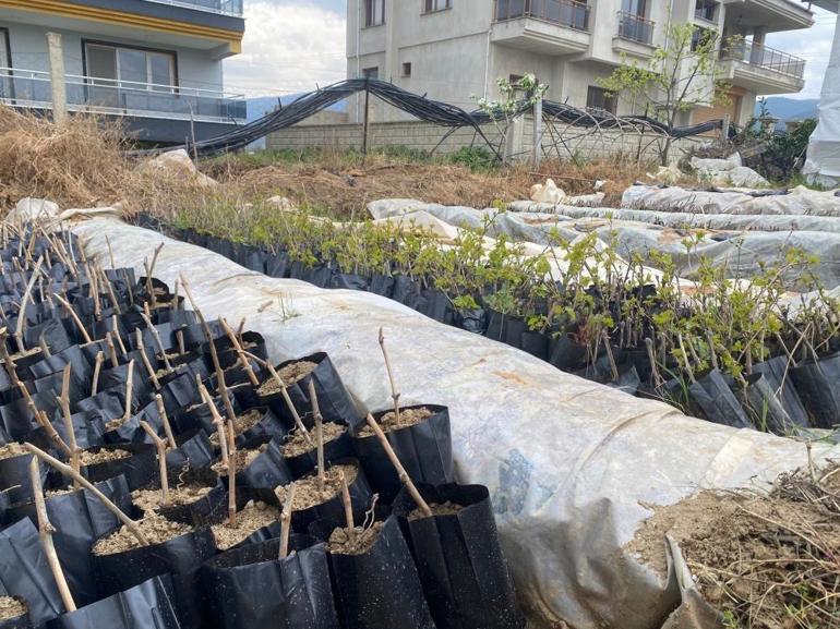 Manisada lise öğrencileri başardı Tam 5 bin tane yaptılar, köylülerin yüzü güldü