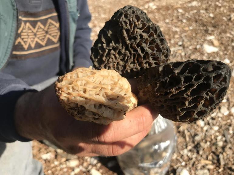 Çoğu kimse görse yüzüne bakmıyor Ama onlar topluyor, kilosunu bin 500 liradan satıyor