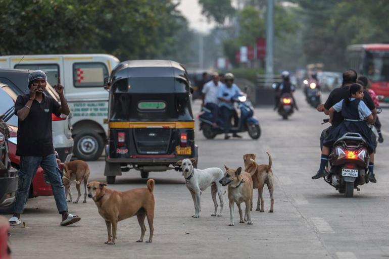 62 milyon sokak köpeği Hindistan’da sokakları işgal ediyor