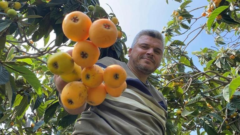 Sarı altında hasat başladı İç pazara 50 TL’ye, dış pazara 4 dolara gönderiliyor