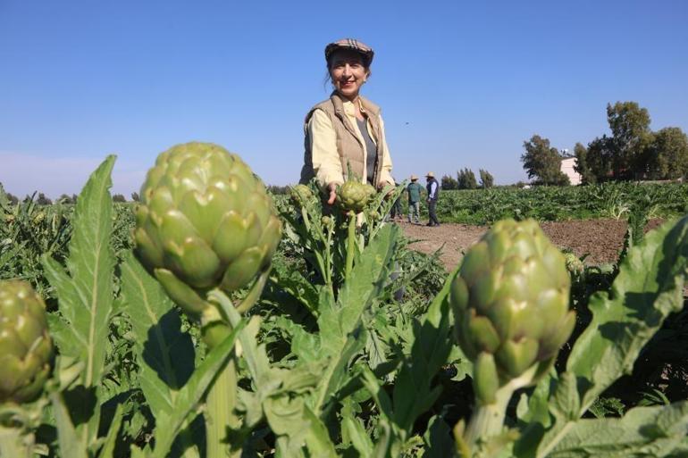Akademisyen çiftçinin 7 yıl süren emekleri sonuç verdi Onlarca dönüm arazide hasat başladı
