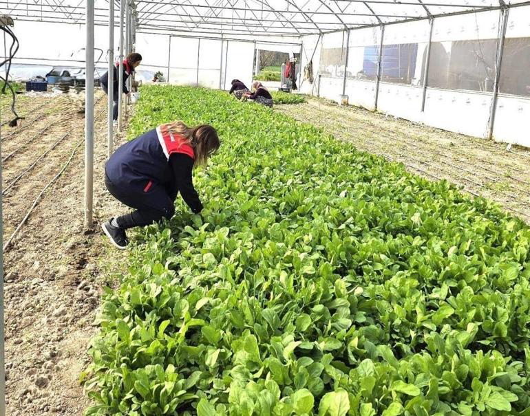 Afyonda her serada görüldü: Ekipler harekete geçti, acil denetim başladı