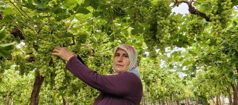 Sezonun ilk mahsulü burada hasat edildi Üreticide 300 lira, tezgahta 600 TLyi gördü