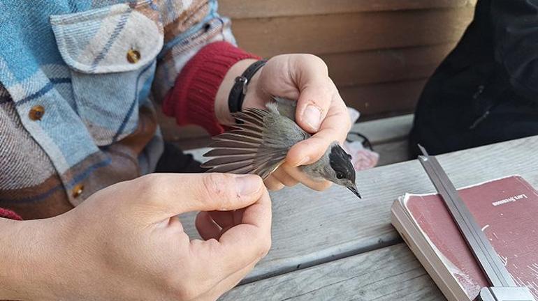 Kızılırmak Deltasında bahar mesaisi: Göçmen kuşlar kayıt altına alındı