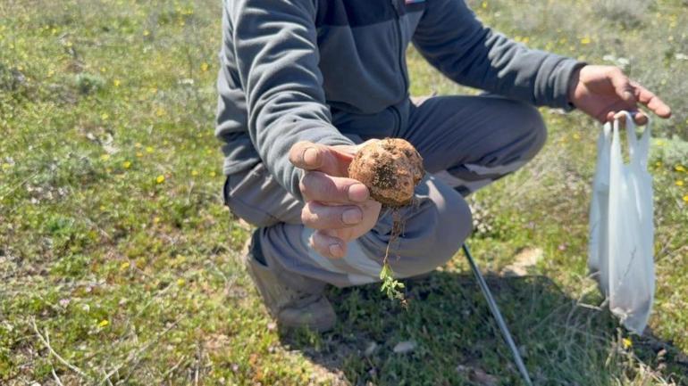Görüntüsü patates değeri altın Eskişehirde 3 aylık para kazanma yöntemi oldu
