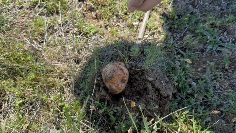 Görüntüsü patates değeri altın Eskişehirde 3 aylık para kazanma yöntemi oldu