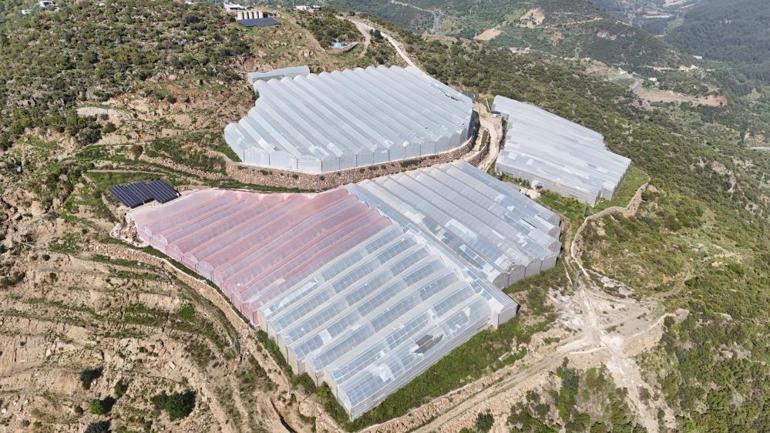 Tropikaldi şimdi Antalyanın meyvesi oldu Hasadı başladı, kilosu 90 TLye kadar çıkıyor