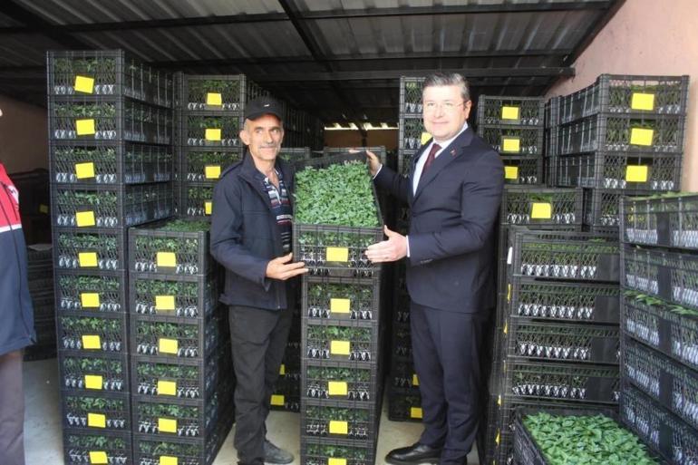 Kastamonuda 124 bin tanesi ücretsiz dağıtıldı