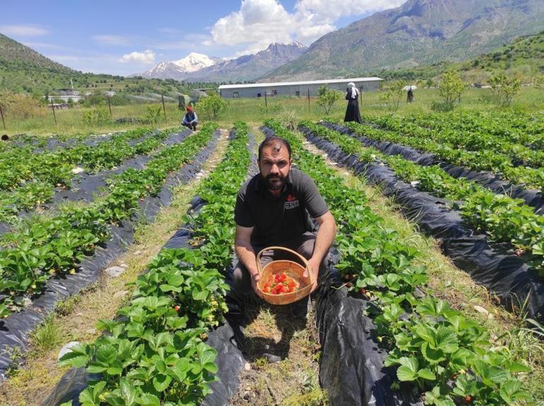 Hormonsuzu ve en lezzetlisi burada yetişiyor Bölgenin ihtiyacını bu ilçe karşılıyor, fiyatı da 120 lira