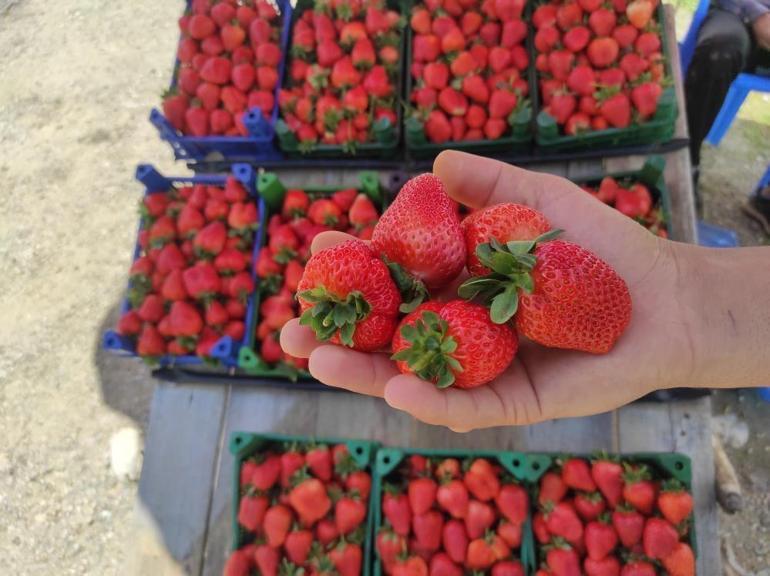 Hormonsuzu ve en lezzetlisi burada yetişiyor Bölgenin ihtiyacını bu ilçe karşılıyor, fiyatı da 120 lira