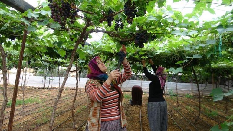 Siyah incinin erkenci hasat başladı İlk ürünlerin fiyatı 250 liradan satılıyor