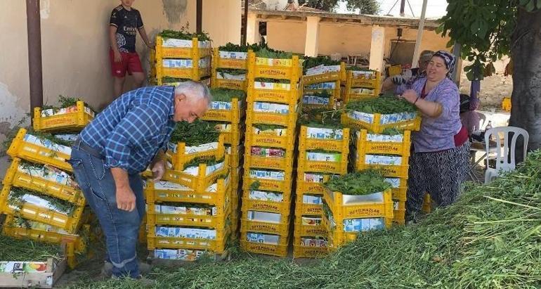 Üreticinin ikinci gelir kapısı oldu Kilosu 120 liradan 80 liraya düştü