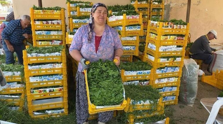 Üreticinin ikinci gelir kapısı oldu Kilosu 120 liradan 80 liraya düştü