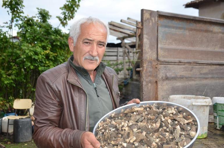 Yangın sonrası adeta topraktan bereket fışkırdı Fiyatı gram altında yarışıyor