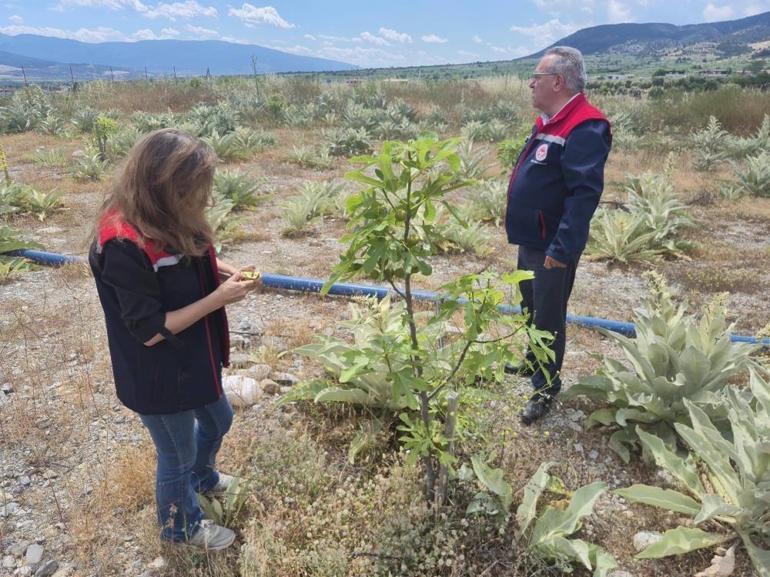 Aydından müjdeli haber geldi Dışa bağımlığı azaltacak bahçe