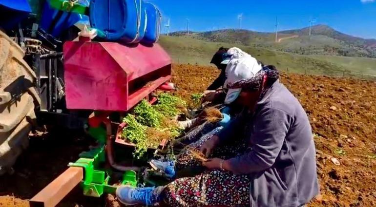 Afyonkarahisarda atıl arazilerden milyonlarca liralık gelir sağlayacak girişim: Tek bir köyden başladı, tüm ilçeyi saracak