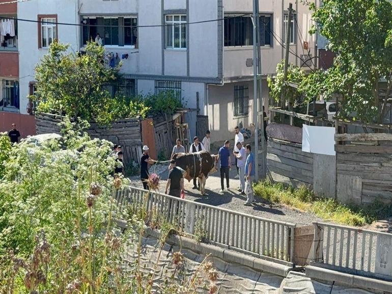 Esenyurtta yine aynı manzara: Kaçak kestiler