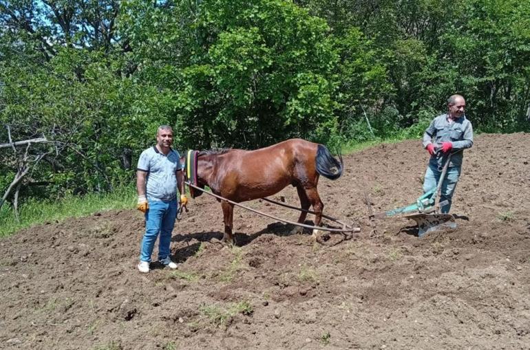 Dik yamaçlarda traktör çaresiz kaldı, köylüler karasabana sarıldı Bitlisli çiftçiler geleneksel yönteme geri döndü