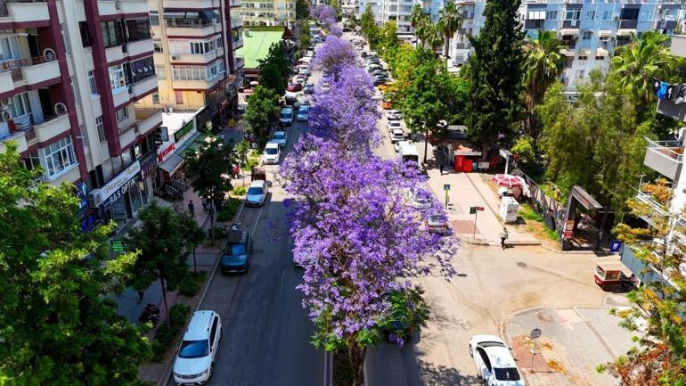 Adana mor renge büründü Bu ağaçları Adanalılar her gün görüyor ama adını ilk kez duyacak