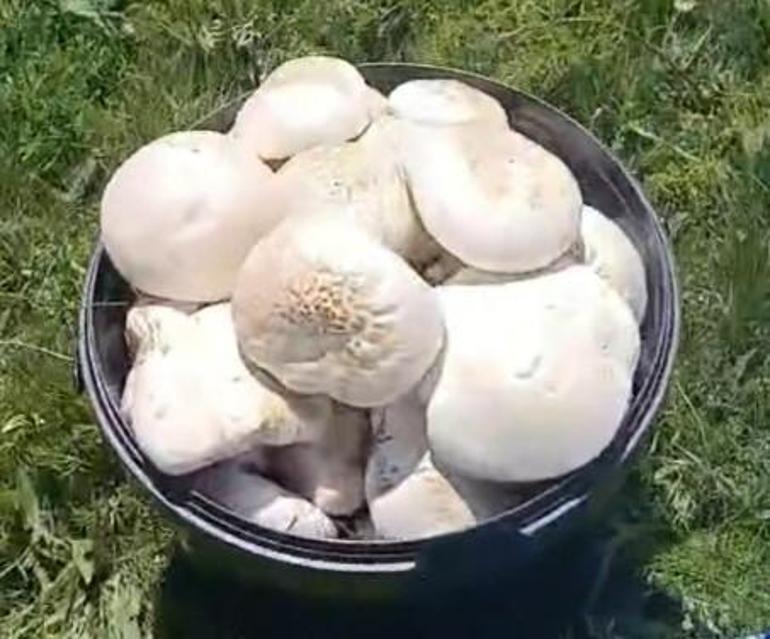 Sağanak yağışlar en çok bu ürüne yaradı Bu yıl bol bol yenecek, kilogram fiyatı en dipte