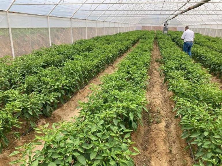 Kilosu 350 lira ama pazarda kapış kapış gidiyor Lezzeti fiyatını unutturuyor