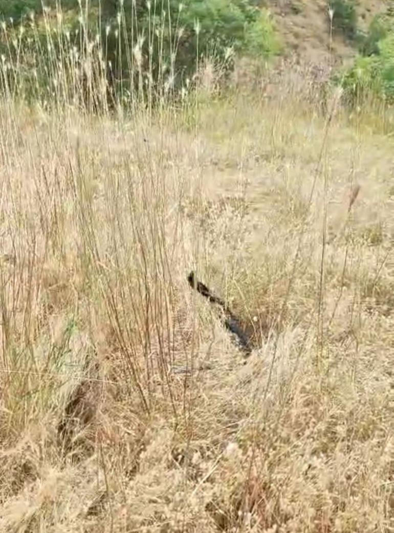 Doğada nadir rastlanan iki yılanın çiftleşme dansı görüntülendi
