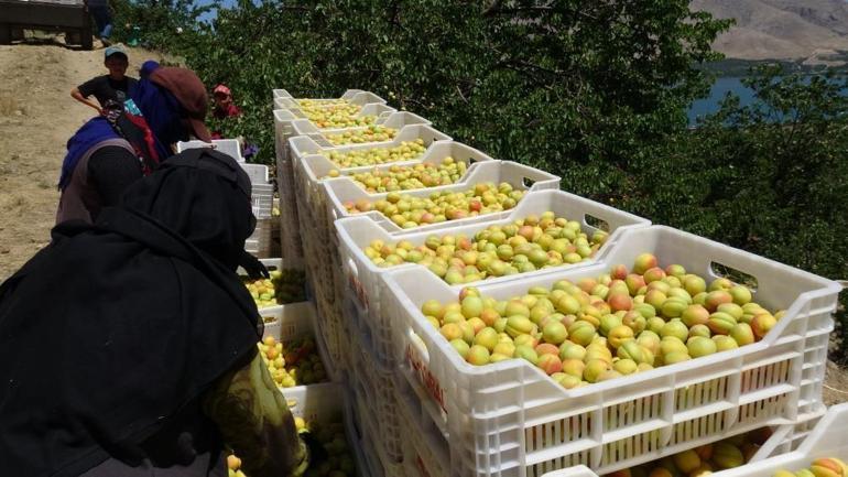 Sarı altın hasadı başladı, fiyatı 50 liradan başlıyor İlk ürünler Avrupa yolunda
