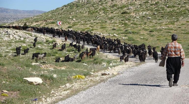 Türkiyenin keçi yetiştirme merkezi burası Zorlu mesai başladı