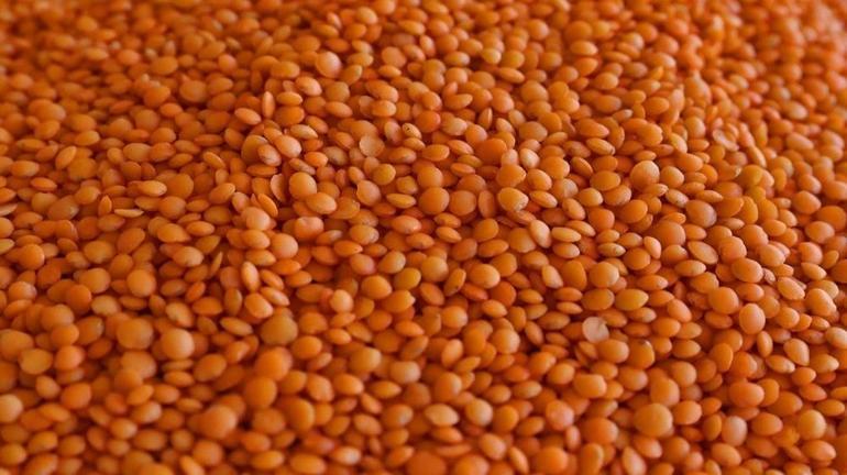 Konyada 20 bin dekar tarlada kırmızı altın çıktı 20 bin dekarda görüldü