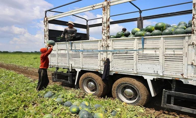 Adanada karpuz hasadı bitiyor: Son 15 günde fiyatlar şaşırttı