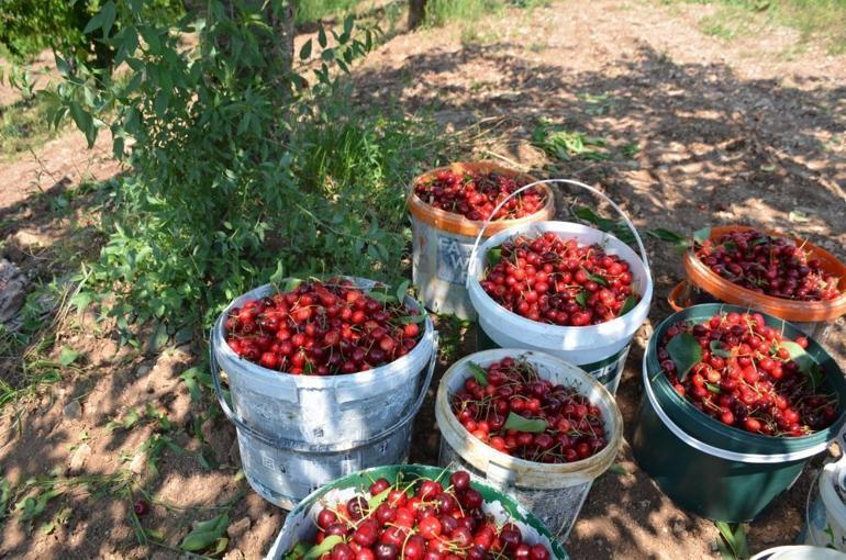 Hasatta sona yaklaşıldı Yazın en sevilen meyvesi 60 liradan 250 liraya çıkıyor