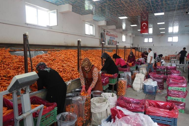 Türkiyedeki üretimin yüzde 67si Konyadan Kış sebzesinden büyük kazanç kapısı