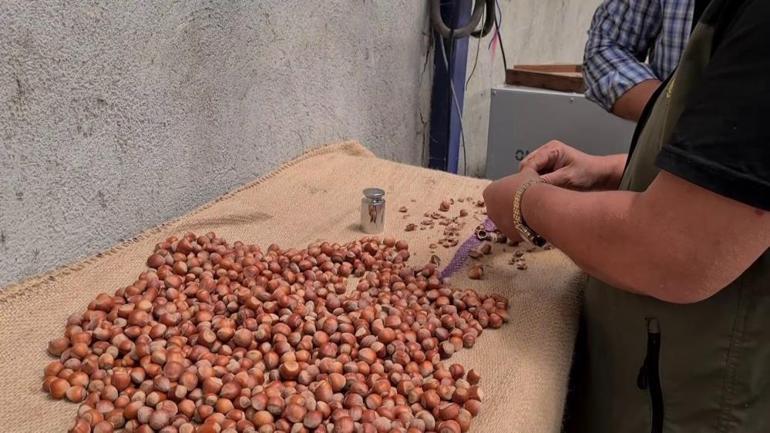 Fındıkta gözler yeni sezon fiyatında Üretici beklentisini açıkladı