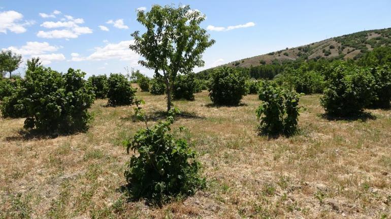 Olmaz dediler o inat etti başardı Bozkırın ortasında fındık yetiştirdi