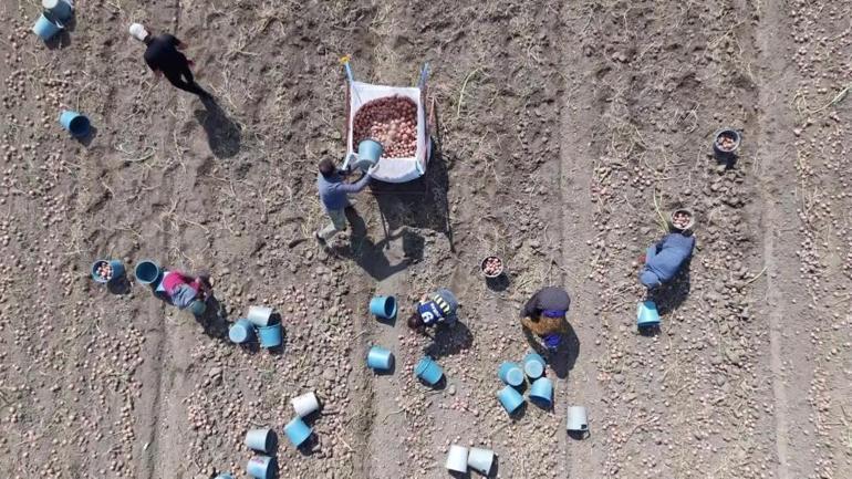 Hasat başladı, yüksek rekolte bekleniyor Sofraların demirbaşının kilosu şu an ucuz seyrediyor