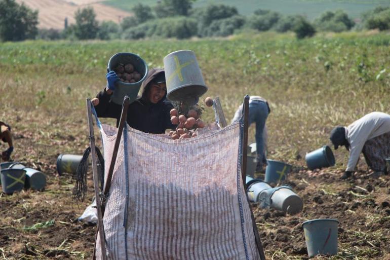 Hasat başladı, yüksek rekolte bekleniyor Sofraların demirbaşının kilosu şu an ucuz seyrediyor