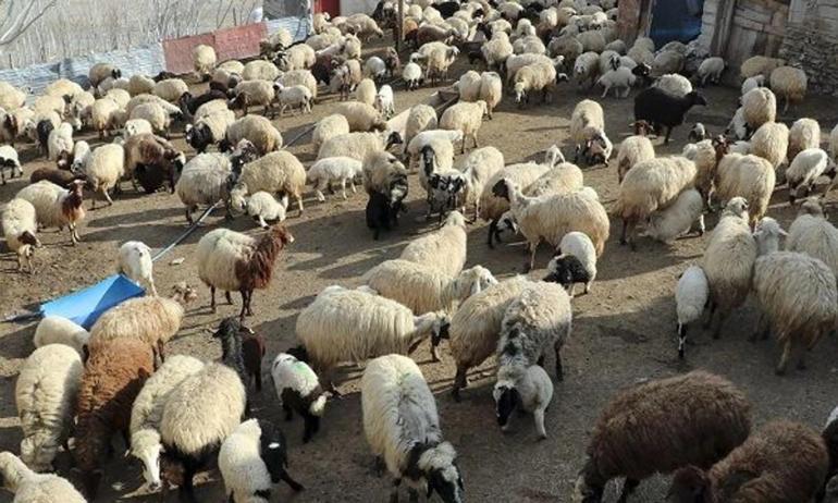Diyarbakırda bu daha önce düşünülmedi: Zehir için bunu da yaptılar