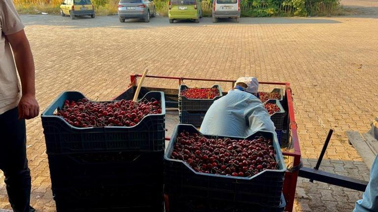 Afyondan çıkıyor, dünya sofralarını süslüyor