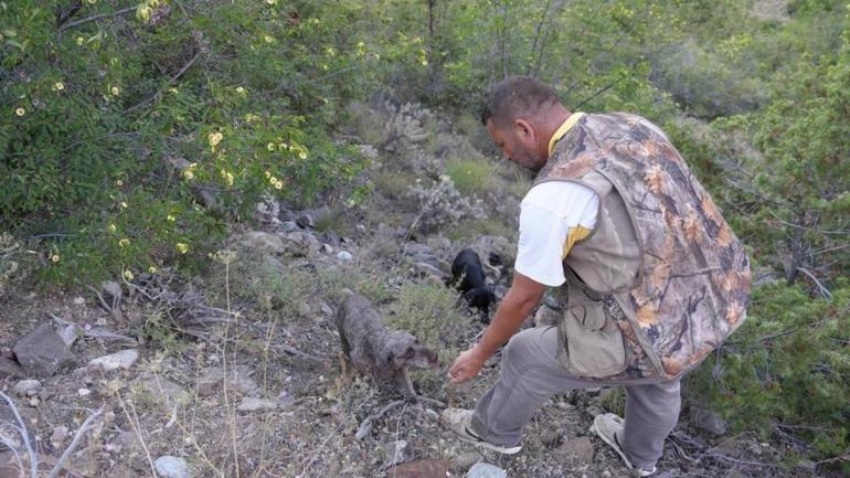Köpekler buluyor, onlar satıyor Yurt dışında 6000 euroya alıyorlar