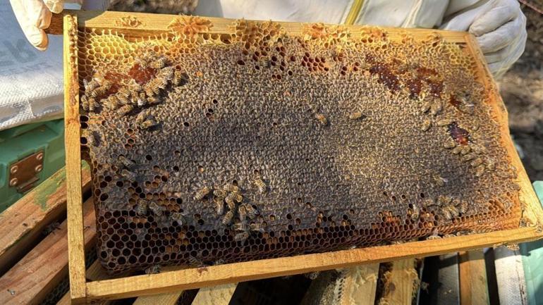 Siyah bal hasadı başladı Lezzetine doyum olmuyor