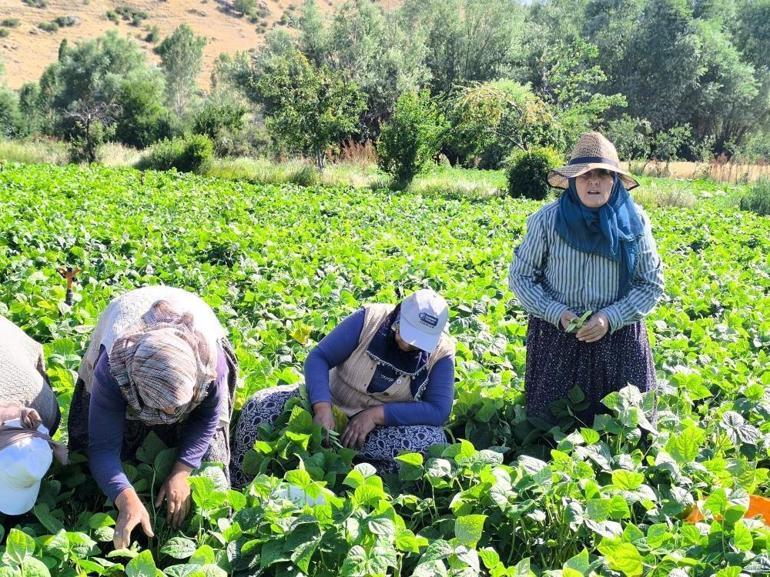 Afyonda hasat maratonu başladı Kilogram fiyatı 50 liradan alıcı buluyor