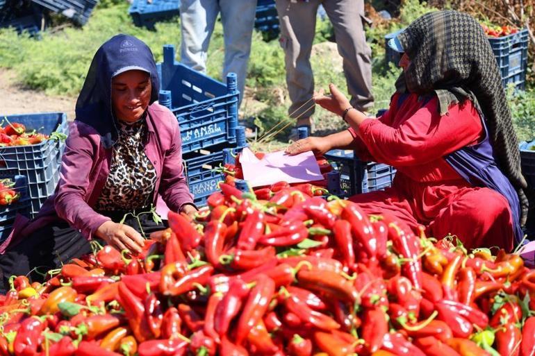 Adanada hasat başladı Verim yüzde 30 arttı, fiyatı 17 liraya kadar düştü