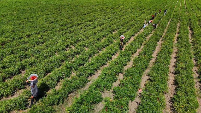 Adanada hasat başladı Verim yüzde 30 arttı, fiyatı 17 liraya kadar düştü
