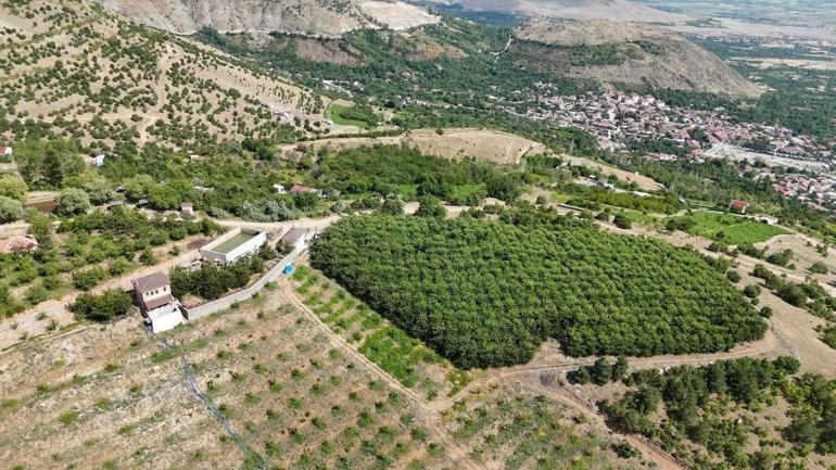 Üzümlüün yüksek rakımlı kiraz bahçesinde hasat mesaisi başladı