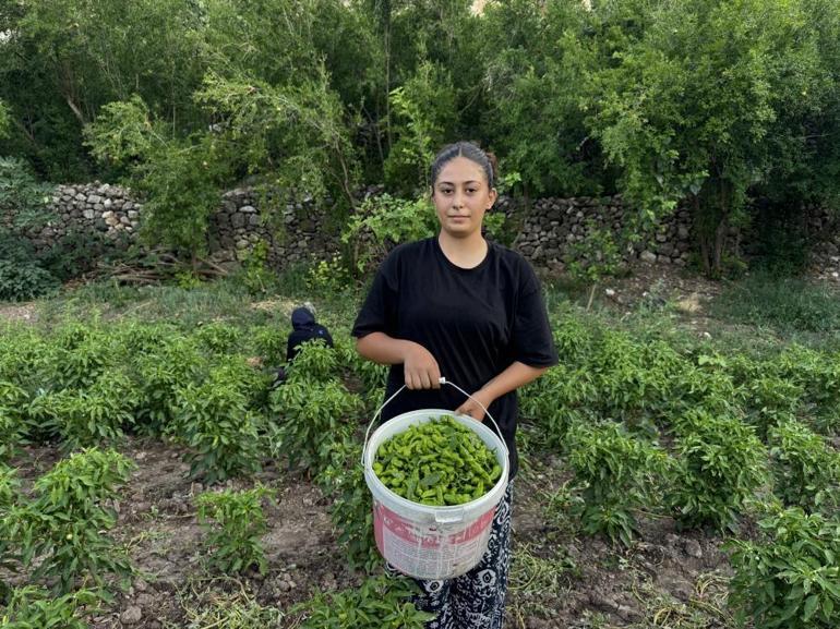Yemeklerin vazgeçilmezi ürünün hasadı sürüyor Verimlilik sonrası fiyatı 450 liradan 60 liraya kadar düştü