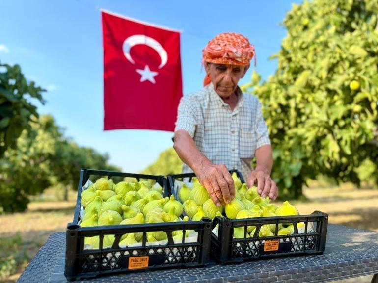 İzmirde hasat heyecanı başladı Fiyatı tavandan açıldı