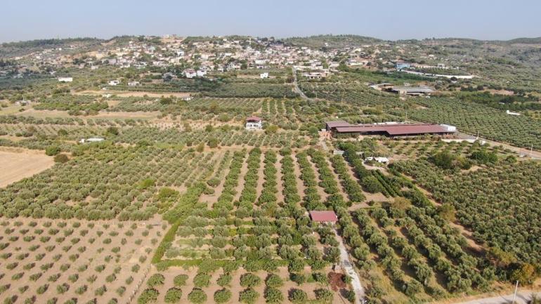 İzmirde hasat heyecanı başladı Fiyatı tavandan açıldı